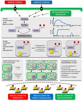 Nuclear Signaling of Plant MAPKs